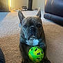 dog, french_bulldog, toy, ball, carpet, indoor, pet, animal, resting, brown, white_chest, ears_up, looking_at_camera, living_room, furniture, leather_couch, shoes, playful, close_up, domestic