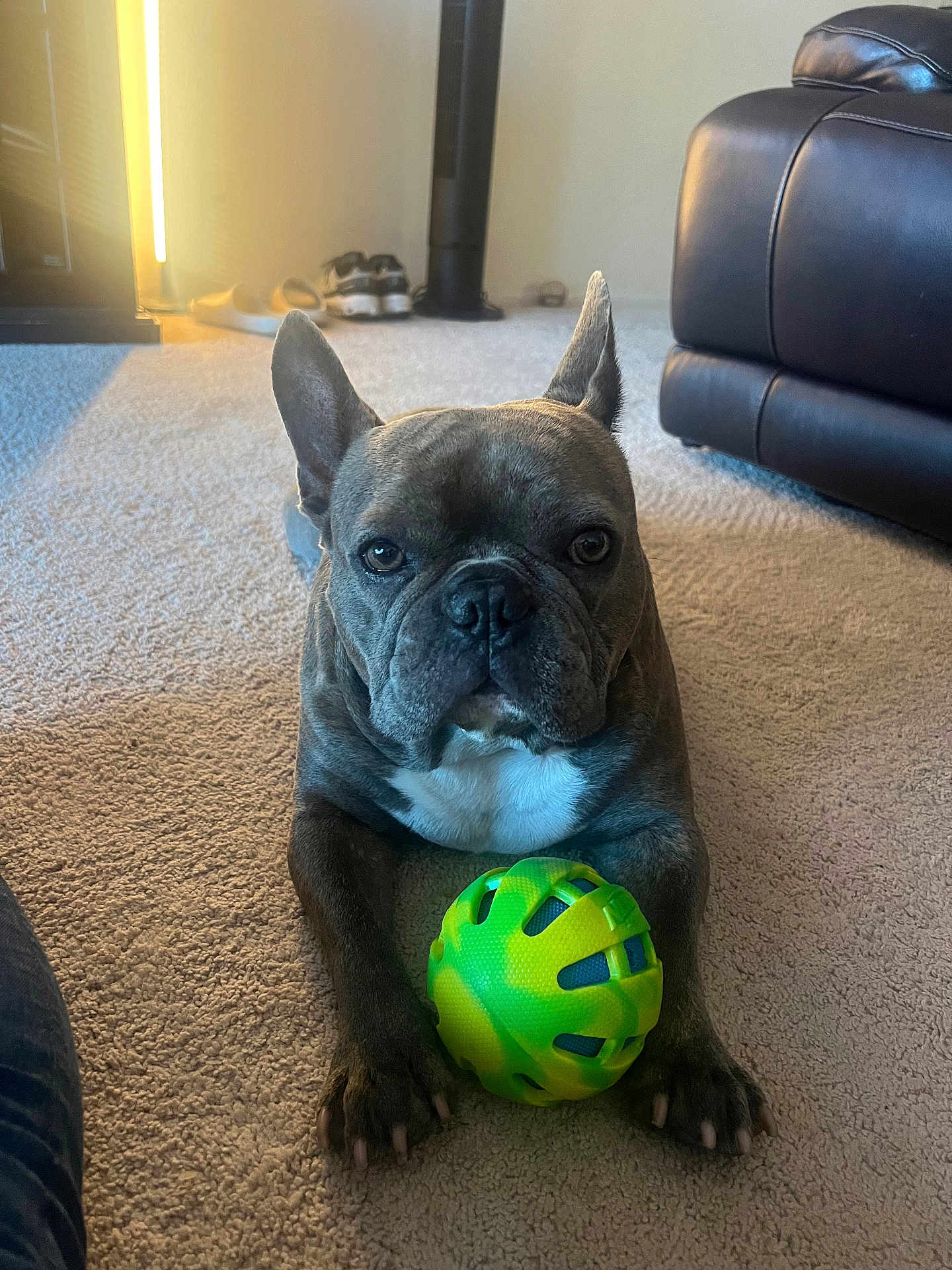 Dubbie joined the competition — help win amazing prizes! dog, french_bulldog, toy, ball, carpet, indoor, pet, animal, resting, brown, white_chest, ears_up, looking_at_camera, living_room, furniture, leather_couch, shoes, playful, close_up, domestic