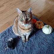 Mia joined the competition — help win amazing prizes! cat, tabby, green_eyes, plush_toy, mouse_toy, pumpkins, decorative_pumpkins, blue_rug, wooden_floor, indoor, pet, animal, feline, sitting, curious, cozy, autumn, home, closeup, floor