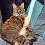 Mia joined the competition — help win amazing prizes! cat, tabby, pet, animal, feline, lounging, sunlight, blanket, cozy, pillow, indoor, relaxed, fur, whiskers, green_eyes, tail, comfort, resting, cute, domestic_cat