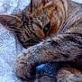 Mia is registered to the contest to win money with this photo: cat, tabby, pet, sleepy, paw, fur, green_eyes, close_up, bed, blanket, pattern, cozy, resting, cute, whiskers, indoor, animal, relaxing, soft, feline