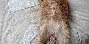 Mia joined the competition — help win amazing prizes! cat, tabby, pet, animal, feline, lying_down, relaxed, bed, blanket, fur, whiskers, paws, tail, indoor, cozy, cute, resting, soft, sleepy, domestic_animal