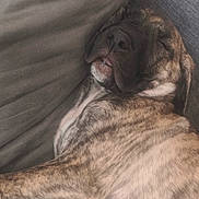 Akali participe au concours pour gagner de l'argent avec cette photo : animal, brindle, canine, closeup, comfort, couch, cozy, dog, face, fur, home, indoor, laying, paw, pet, portrait, relaxed, resting, sleeping, snout