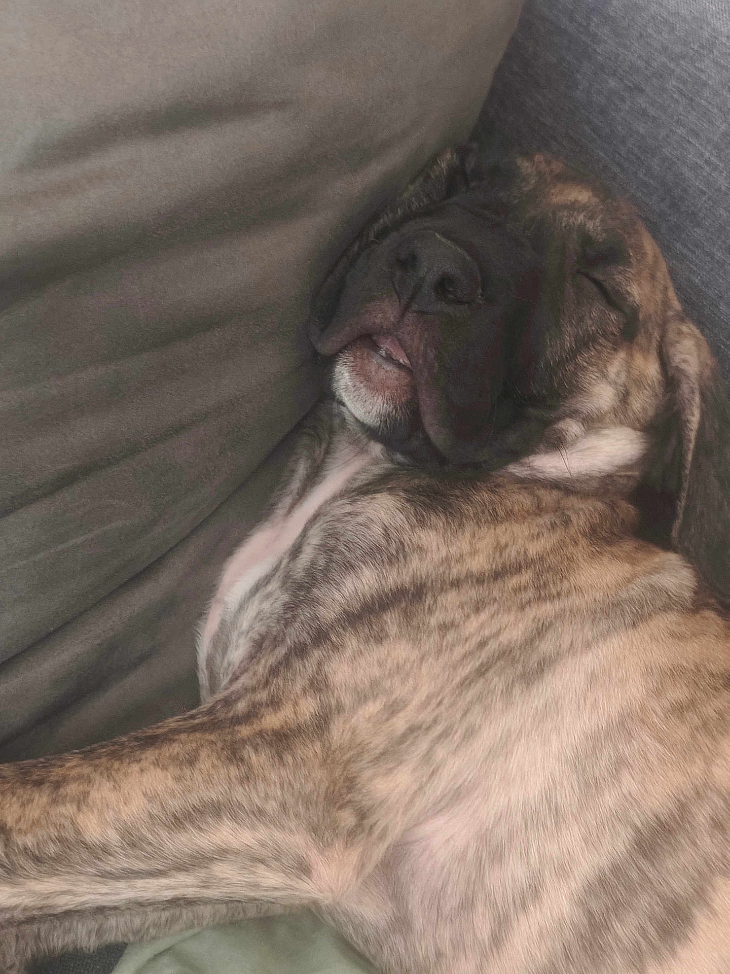 Akali participe au concours pour gagner de l'argent avec cette photo : animal, brindle, canine, closeup, comfort, couch, cozy, dog, face, fur, home, indoor, laying, paw, pet, portrait, relaxed, resting, sleeping, snout