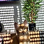 cat, orange_tabby, sunlight, shadow_pattern, indoor, plant, potted_plant, wooden_surface, glass_candle_holder, domestic_cat, pet, feline, striped_fur, eyes, ears, table, home_interior, relaxed, natural_light, cozy