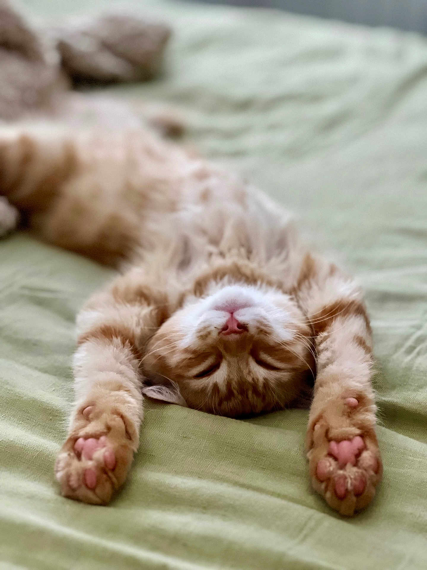Milo