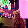 cat, kitten, orange_cat, computer_monitor, video_game, desk, indoor, pet, curious, fluffy, gaming, technology, screen, animal, cute, feline, young_cat, soft_lighting, focused, cozy