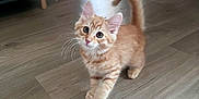 Milo participe au concours pour gagner de l'argent avec cette photo : kitten, cat, orange_tabby, indoor, wooden_floor, toy, curious, pet, playful, feline, small, young, whiskers, ears, tail, flooring, home, animal, walking, domestic