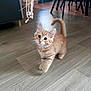 kitten, cat, orange_tabby, indoor, wooden_floor, toy, curious, pet, playful, feline, small, young, whiskers, ears, tail, flooring, home, animal, walking, domestic