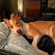 Sage joined the competition — help win amazing prizes! bed, blanket, brown_and_white, cozy, dog, domestic, drawer, feet, furniture, home, indoor, lamp, mirror, person, relaxation, remote_control, resting, room, sleeping, television