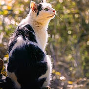 Katze participe au concours pour gagner de l'argent avec cette photo : animal, background_blur, black_and_white, cat, curious, daylight, feline, forest, fur, greenery, log, moss, nature, outdoor, pet, profile, sitting, sunlight, whiskers, wildlife