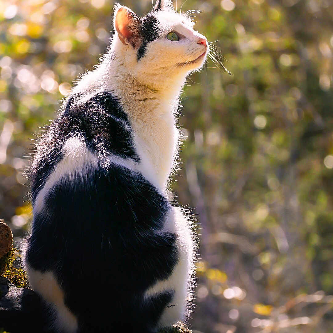 Katze participe au concours pour gagner de l'argent avec cette photo : animal, background_blur, black_and_white, cat, curious, daylight, feline, forest, fur, greenery, log, moss, nature, outdoor, pet, profile, sitting, sunlight, whiskers, wildlife