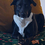 Panther joined the competition — help win amazing prizes! animal, black_dog, blanket, brown_cushion, canine, couch, cozy, dog, domestic_animal, ears, fur, indoor, looking_at_camera, lying_down, mammal, paw, pet, resting, snout, white_fur