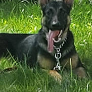 Savannah joined the competition — help win amazing prizes! dog, german_shepherd, grass, chain_link_fence, outdoor, pet, animal, tongue_out, collar, lying_down, sunny, greenery, playful, canine, nature, daylight, friendly, guard_dog, relaxed, yard
