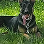 dog, german_shepherd, grass, chain_link_fence, outdoor, pet, animal, tongue_out, collar, lying_down, sunny, greenery, playful, canine, nature, daylight, friendly, guard_dog, relaxed, yard