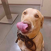 Buddy is registered to the contest to win money with this photo: dog, indoor, brown_coat, leash, tongue, licking, floor, sitting, pet, animal, playful, canine, collar, wall, furniture, metal, wood, expression, closeup, cute