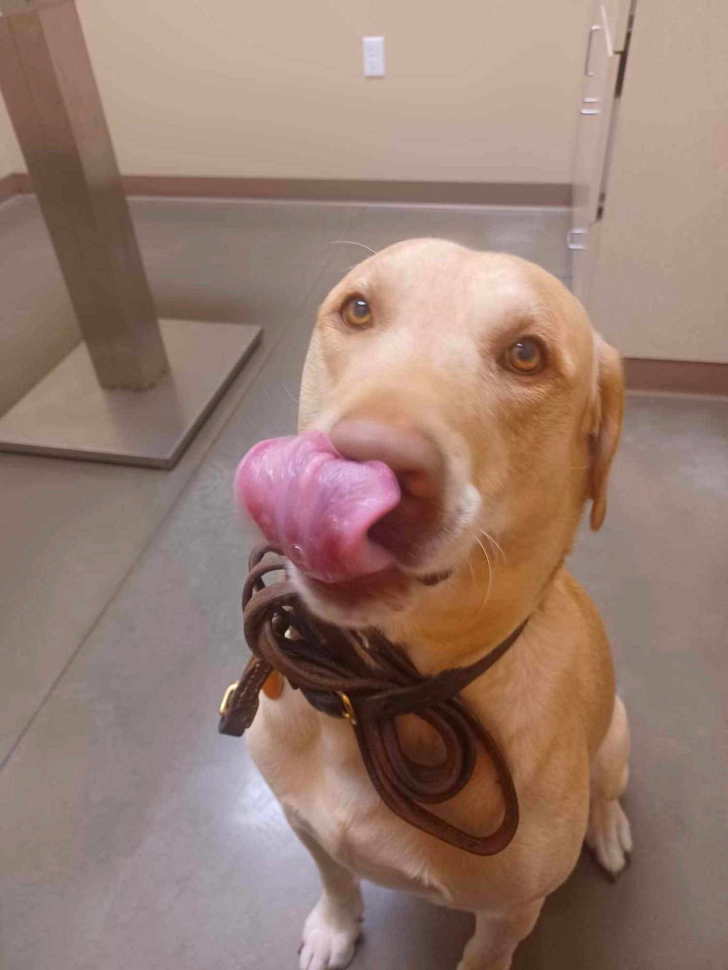 Buddy is registered to the contest to win money with this photo: dog, indoor, brown_coat, leash, tongue, licking, floor, sitting, pet, animal, playful, canine, collar, wall, furniture, metal, wood, expression, closeup, cute