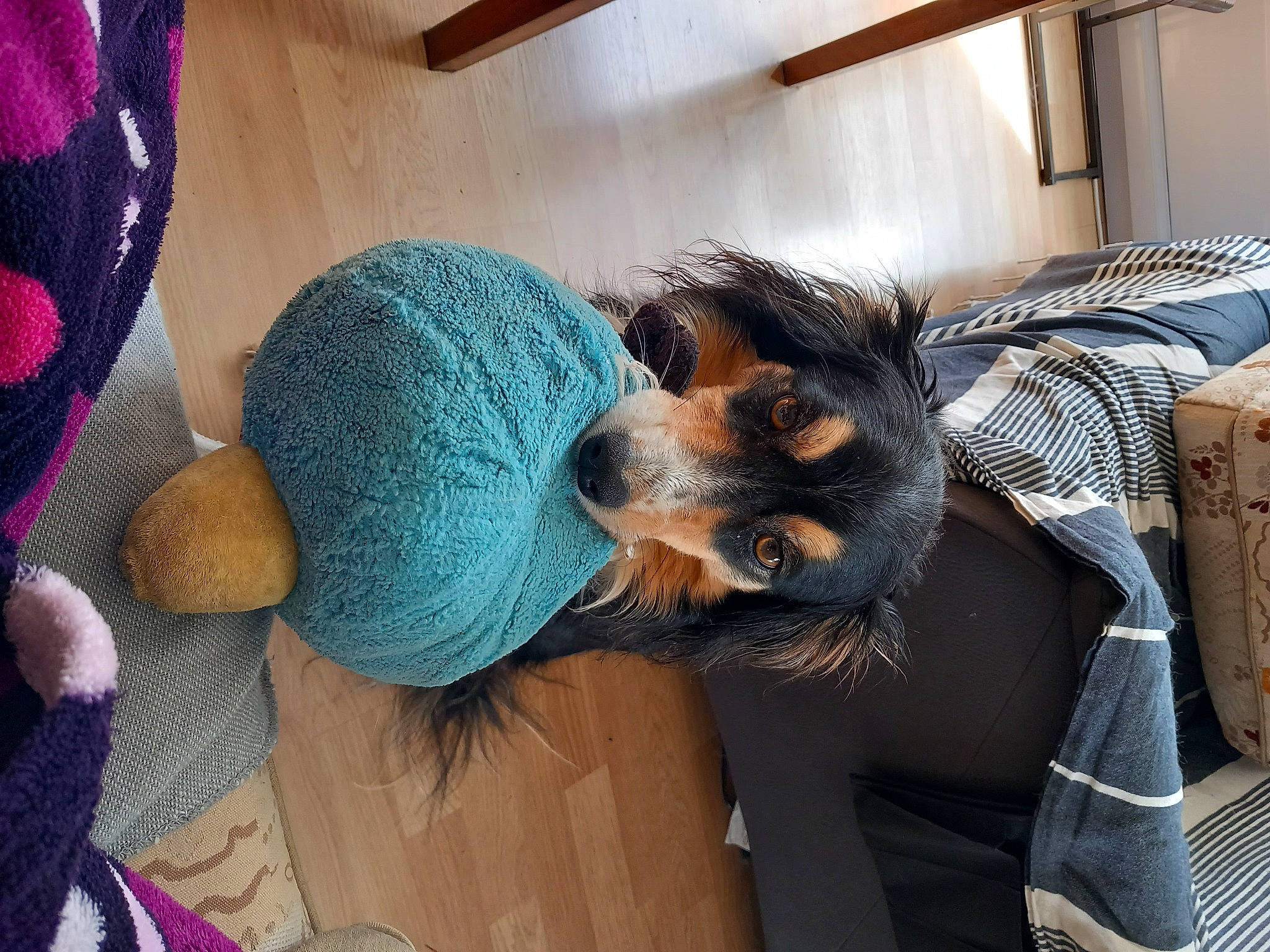 Peluche a rejoint le concours — aidez-le/la à gagner de superbes lots ! arm, cap, carnivore, comfort, companion_dog, couch, dog, dog_breed, dress, fawn, felidae, flooring, fur, hair, hand, headgear, mammal, room, whiskers, wool