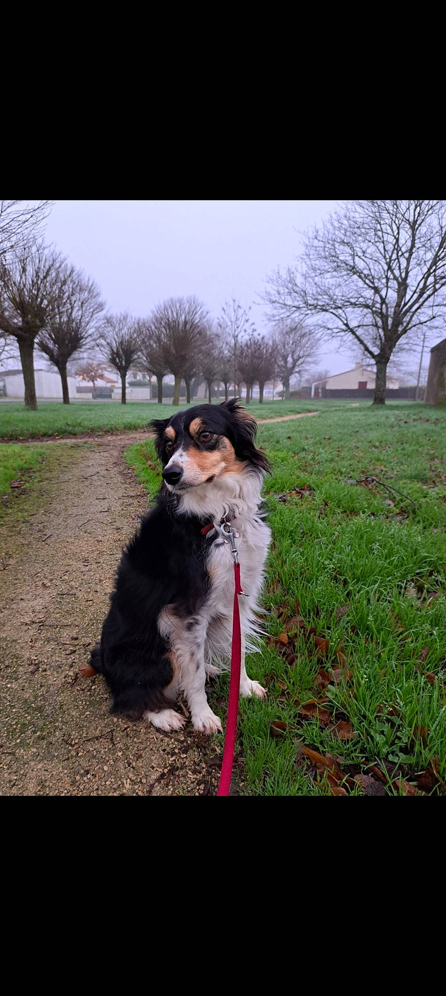 Peluche participe au concours pour gagner de l'argent avec cette photo : border_collie, canidae, carnivore, collar, companion_dog, dog, dog_breed, dog_collar, dog_walking, fur, grass, herding_dog, leash, plant, sky, sporting_group, tail, tree, working_animal, working_dog