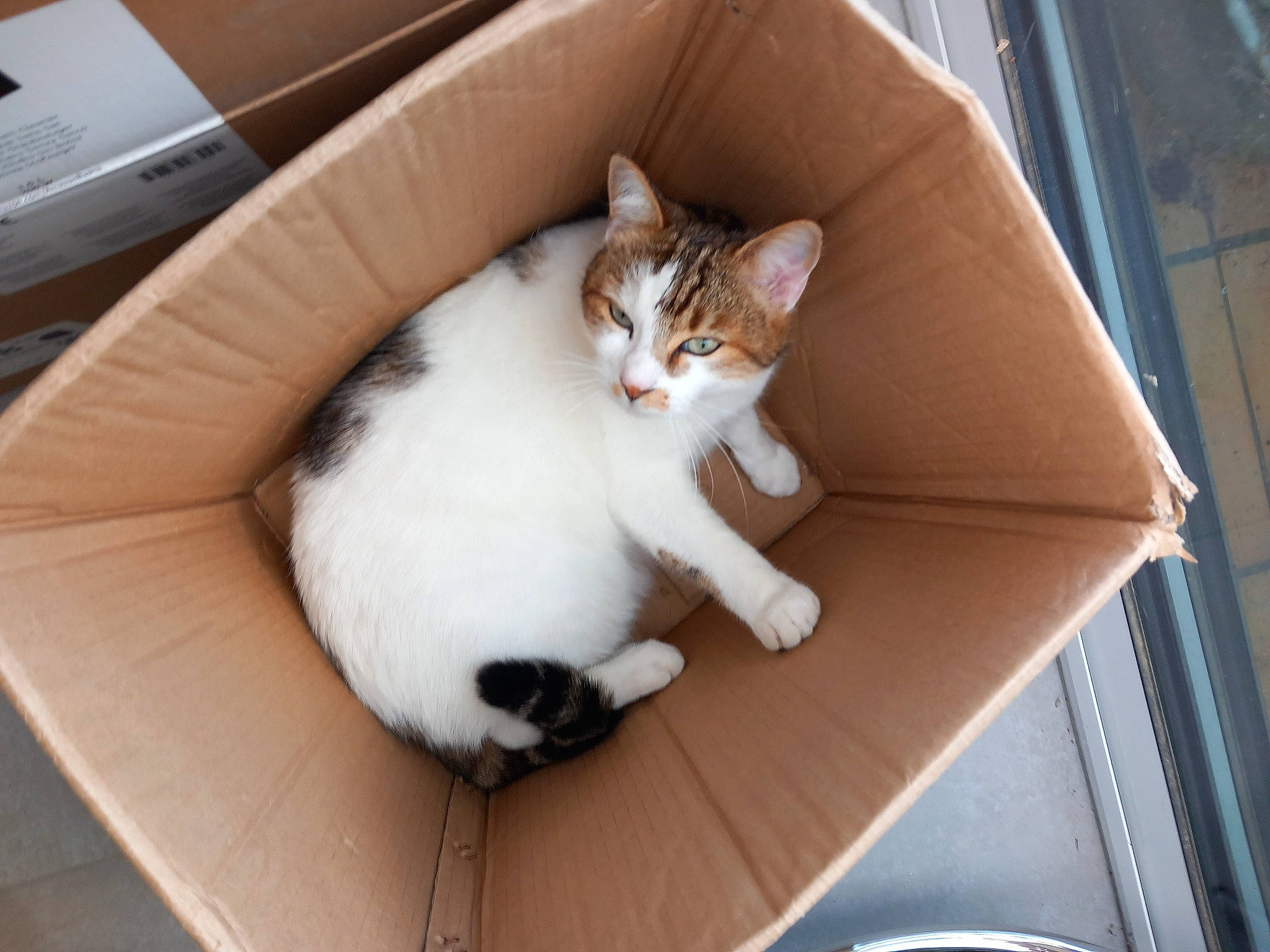 Piano a rejoint le concours — aidez-le/la à gagner de superbes lots ! box, carnivore, cat, cat_supply, comfort, couch, domestic_short_haired_cat, fawn, felidae, fur, hardwood, paw, sitting, small_to_medium_sized_cats, snout, tail, vehicle, whiskers, window, wood