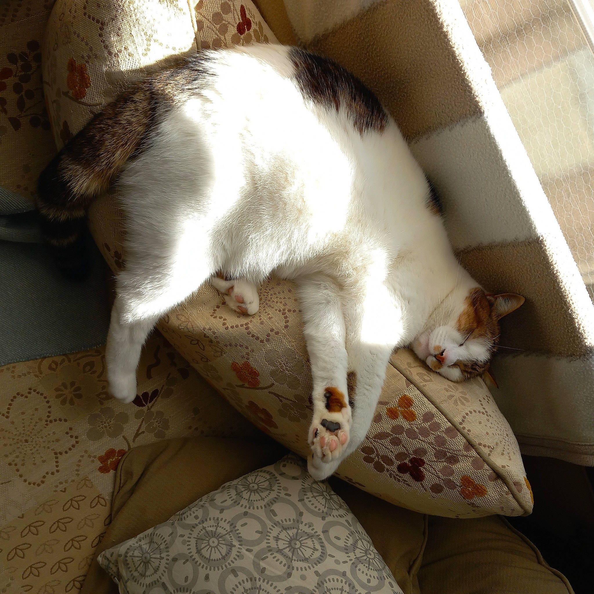 Piano a rejoint le concours — aidez-le/la à gagner de superbes lots ! carnivore, cat, cat_supply, claw, comfort, companion_dog, dog_breed, domestic_short_haired_cat, fawn, felidae, fur, linens, nap, paw, sleep, small_to_medium_sized_cats, snout, tail, terrestrial_animal, whiskers