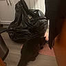 Wybie is registered to the contest to win money with this photo: cat, black_cat, trash_bag, kitchen, floor, cabinet, mat, curious, indoor, pet, animal, dark, shadow, plastic, home, flooring, appliance, corner, curiosity, domestic