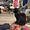 Wybie is registered to the contest to win money with this photo: cat, black_cat, fluffy_cat, pet, indoor, cushion, patchwork, colorful, floor, office_chair, bag, cardboard_box, clothing, plastic_container, room, wooden_floor, furniture, household_items, domestic, sitting