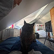 Wybie is registered to the contest to win money with this photo: cat, black_cat, pet, indoor, bed, legs, person, furniture, dresser, mirror, window, light, room, floor, chair, basket, clothing, curious, cozy, attic