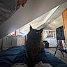 cat, black_cat, pet, indoor, bed, legs, person, furniture, dresser, mirror, window, light, room, floor, chair, basket, clothing, curious, cozy, attic