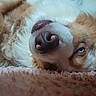 animal, blanket, blue_eye, canine, close_up, cute, dog, fluffy, fur, indoor, lying_down, nose, pet, portrait, relaxing, resting, sleepy, snout, soft_surface, whiskers