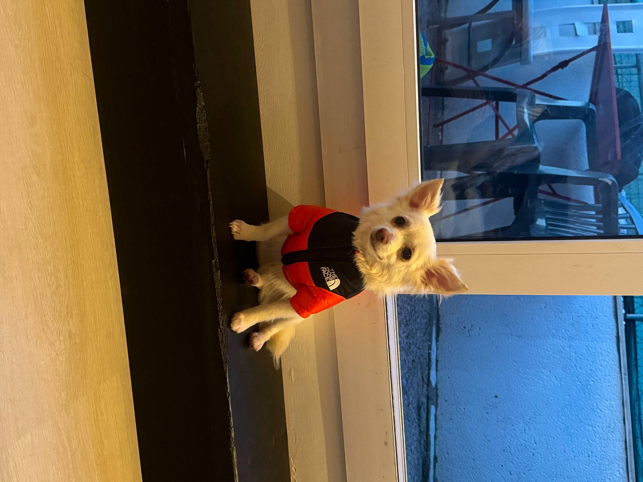 Gus participe au concours pour gagner de l'argent avec cette photo : canidae, carnivore, companion_dog, dog, dog_breed, dog_supply, door, fawn, flooring, fur, hardwood, room, snout, sporting_group, stuffed_toy, tail, toy, vehicle_door, window, wood