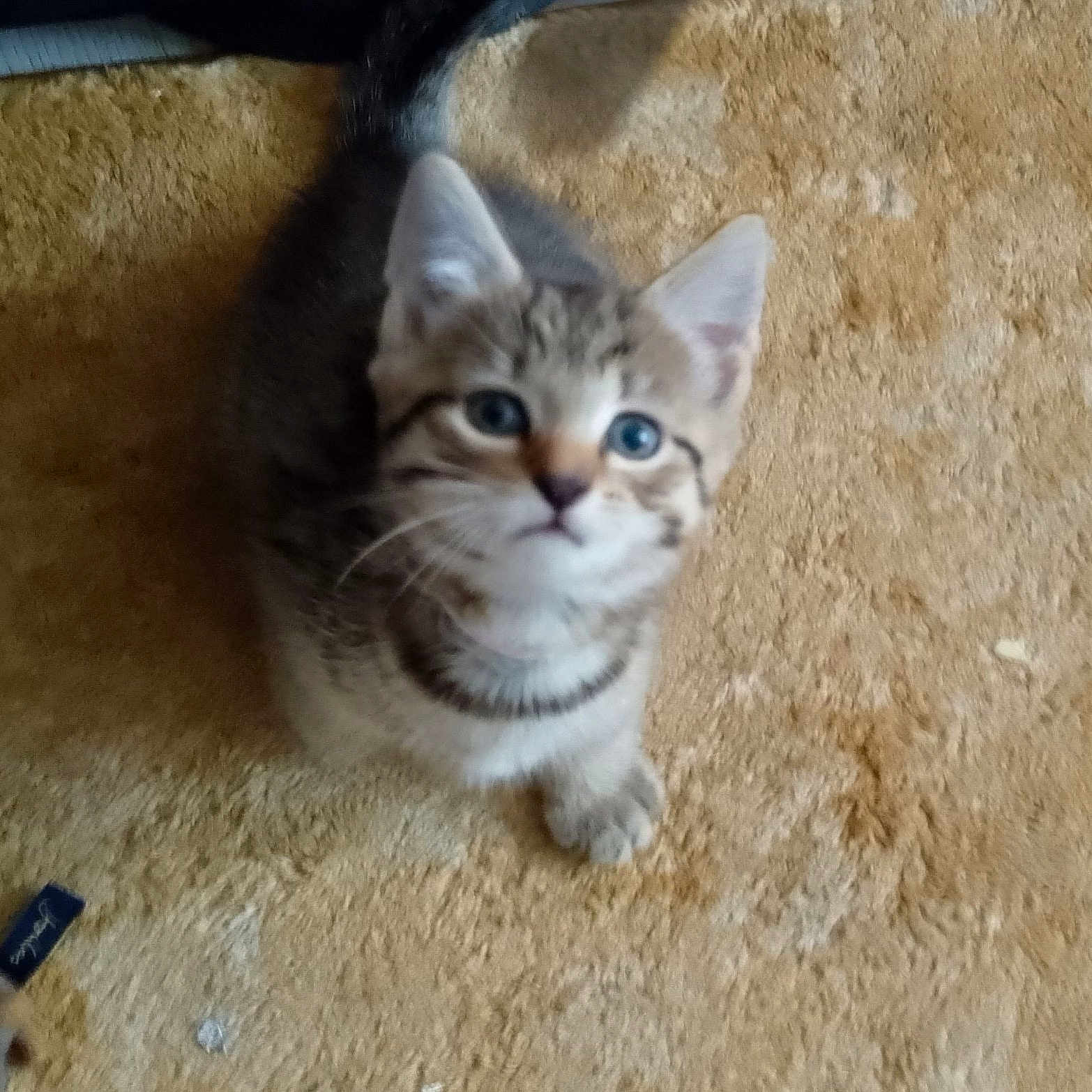 Sassy is registered to the contest to win money with this photo: animal, carpet, cat, closeup, curious, cute, domestic, feline, fur, indoors, kitten, looking_up, mammal, pet, playful, small, soft, tabby, whiskers, young