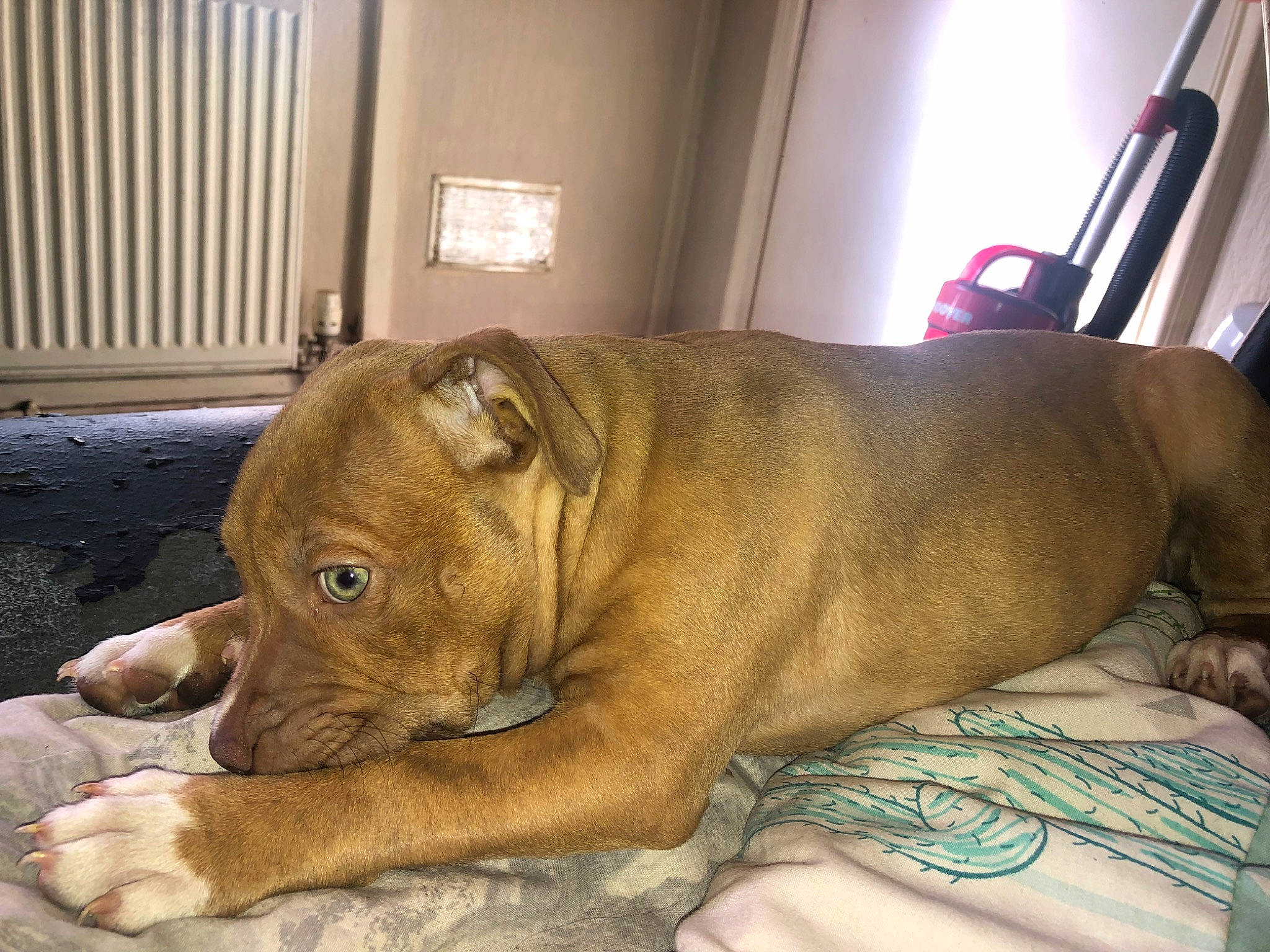 Kenzo is registered to the contest to win money with this photo: carnivore, comfort, companion_dog, dog, dog_breed, fawn, fur, guard_dog, liver, non_sporting_group, pet_supply, snout, sporting_group, tail, terrestrial_animal, whiskers, wood, working_animal, wrinkle