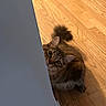 Simba is registered to the contest to win money with this photo: cat, tabby_cat, fluffy, pet, animal, feline, whiskers, ears, eyes, striped_fur, curious, peeking, indoor, wooden_floor, wall, home, portrait, playful, tail, photography