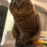 cat, tabby_cat, pet, animal, fur, whiskers, ears, eyes, sitting, portrait, indoors, home, table, book, warm_lighting, arched_doorway, staring, brown_fur, long_whiskers, photography