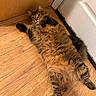 Simba joined the competition — help win amazing prizes! cat, tabby, fluffy, long_hair, pet, animal, lying_down, belly_up, raised_paw, green_eyes, whiskers, striped_fur, indoors, hardwood_floor, wood_floor, door, home, funny_pose, relaxed, portrait