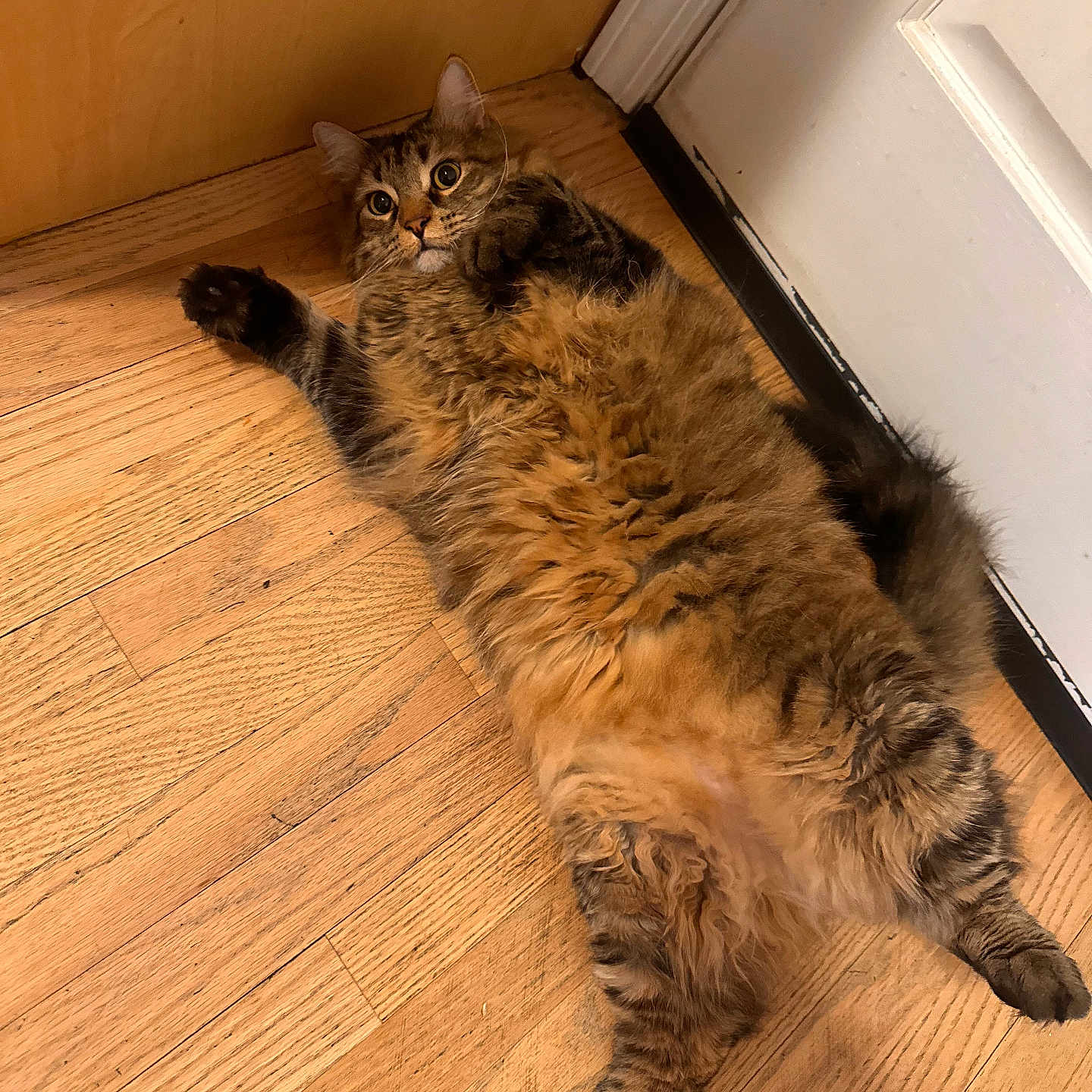 Simba