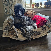 Elvira Octavia is registered to the contest to win money with this photo: dog, curly_fur, pet_bed, blanket, plush_pillow, window, owl_figurines, wooden_floor, curtain, indoor, decor, animal, resting, cozy, furniture, daylight, home, gray, black, pattern