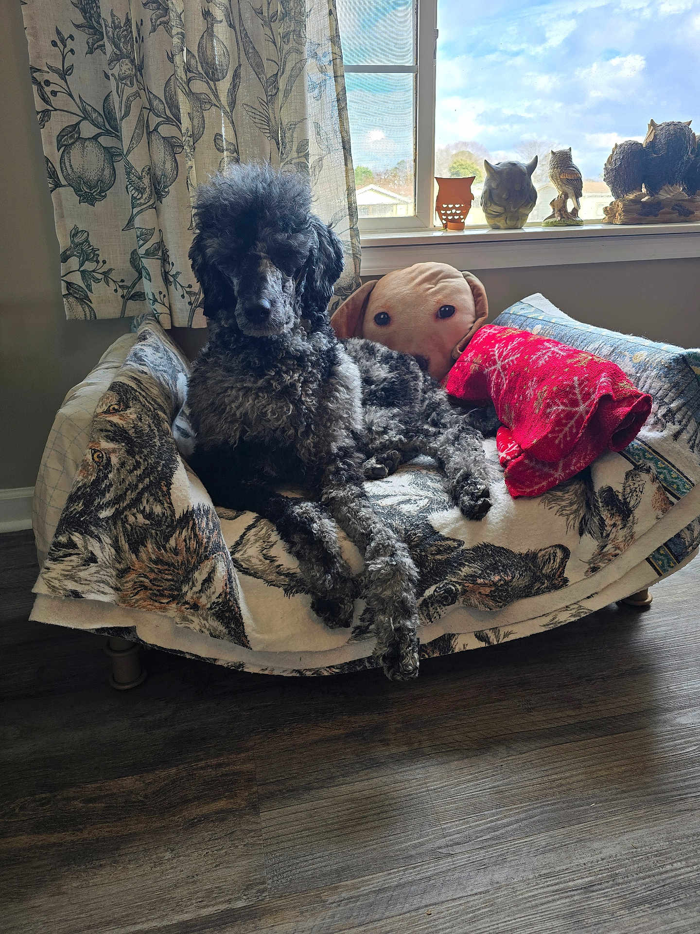 Elvira Octavia is registered to the contest to win money with this photo: dog, curly_fur, pet_bed, blanket, plush_pillow, window, owl_figurines, wooden_floor, curtain, indoor, decor, animal, resting, cozy, furniture, daylight, home, gray, black, pattern