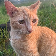 Poppy joined the competition — help win amazing prizes! cat, orange_tabby, animal, outdoor, grass, nature, fur, whiskers, ears, eyes, close-up, pet, mammal, sunlight, field, portrait, cute, domestic_cat, calm, daytime
