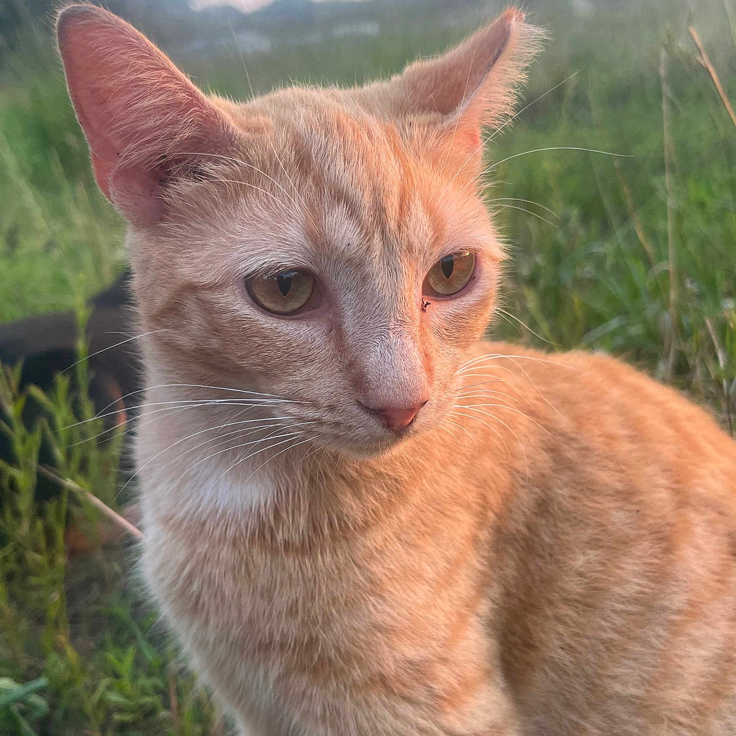 Poppy joined the competition — help win amazing prizes! animal, calm, cat, close-up, cute, daytime, domestic_cat, ears, eyes, field, fur, grass, mammal, nature, orange_tabby, outdoor, pet, portrait, sunlight, whiskers