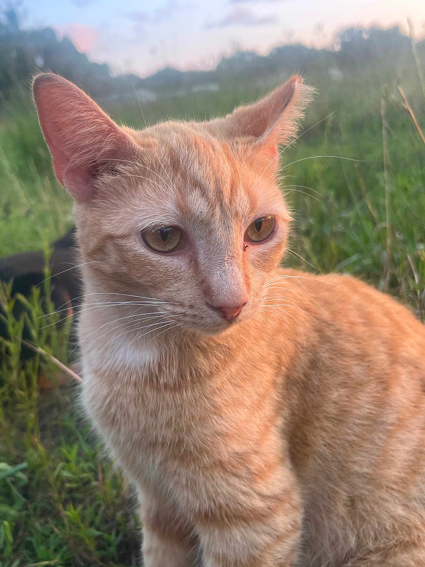 Poppy joined the competition — help win amazing prizes! cat, orange_tabby, animal, outdoor, grass, nature, fur, whiskers, ears, eyes, close-up, pet, mammal, sunlight, field, portrait, cute, domestic_cat, calm, daytime