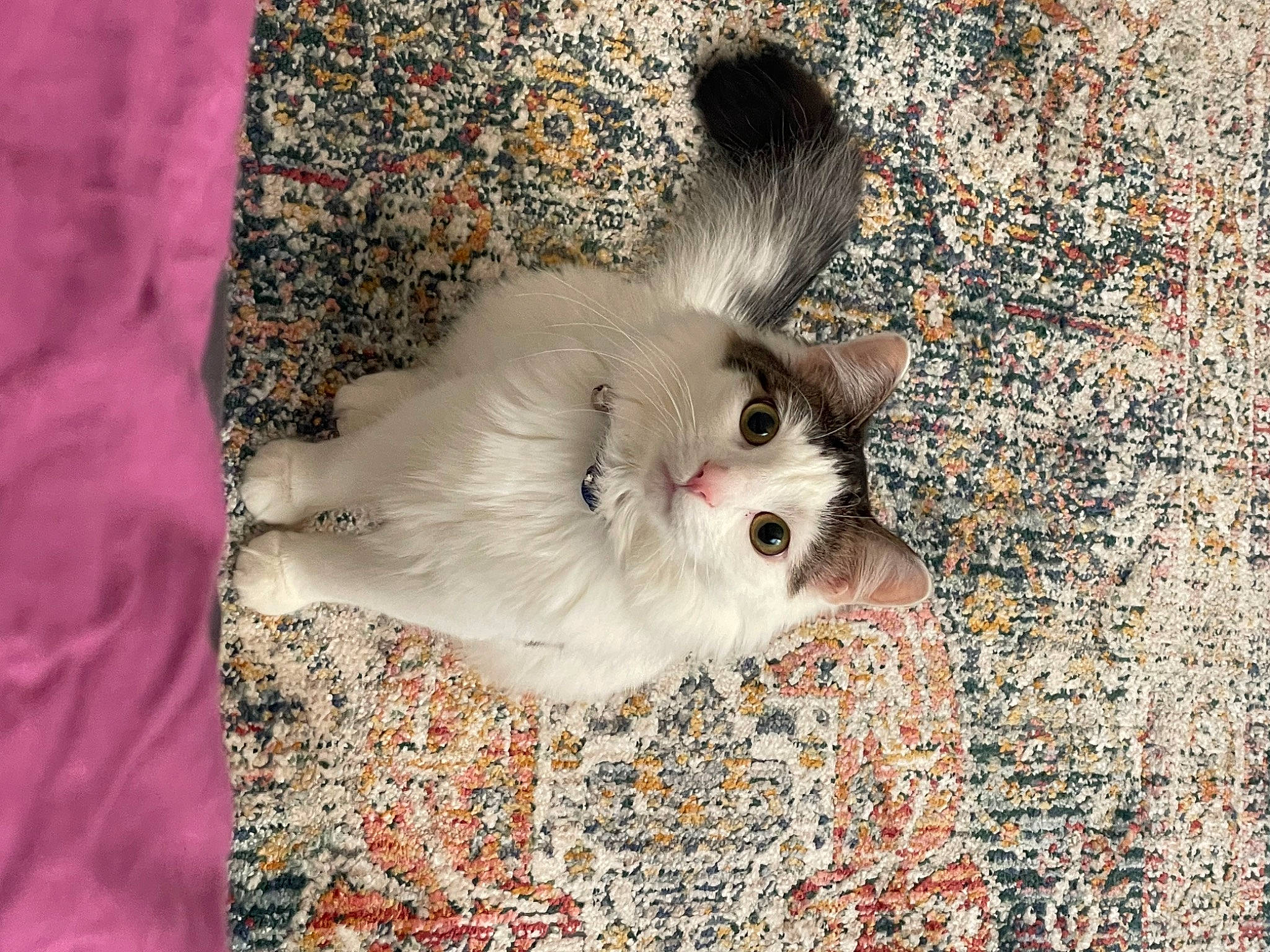 Mars joined the competition — help win amazing prizes! canidae, carnivore, cat, dog_breed, domestic_short_haired_cat, fawn, felidae, foot, fur, paw, plant, red_eye_effect, small_to_medium_sized_cats, snout, tail, terrestrial_animal, whiskers