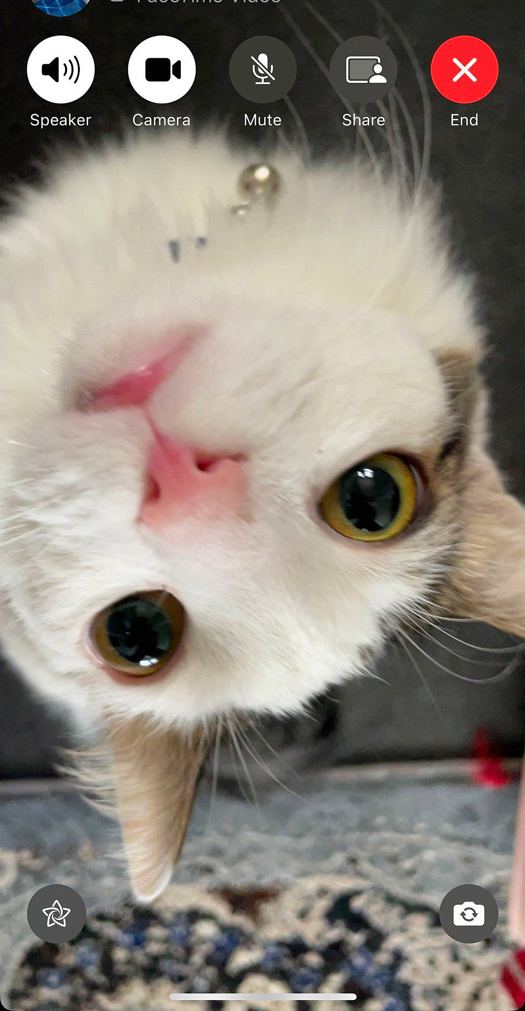 Mars joined the competition — help win amazing prizes! carnivore, cat, close_up, companion_dog, eye, eyelash, fang, fawn, felidae, fur, head, natural_material, paw, photo_caption, plush, small_to_medium_sized_cats, tail, terrestrial_animal, toy, whiskers