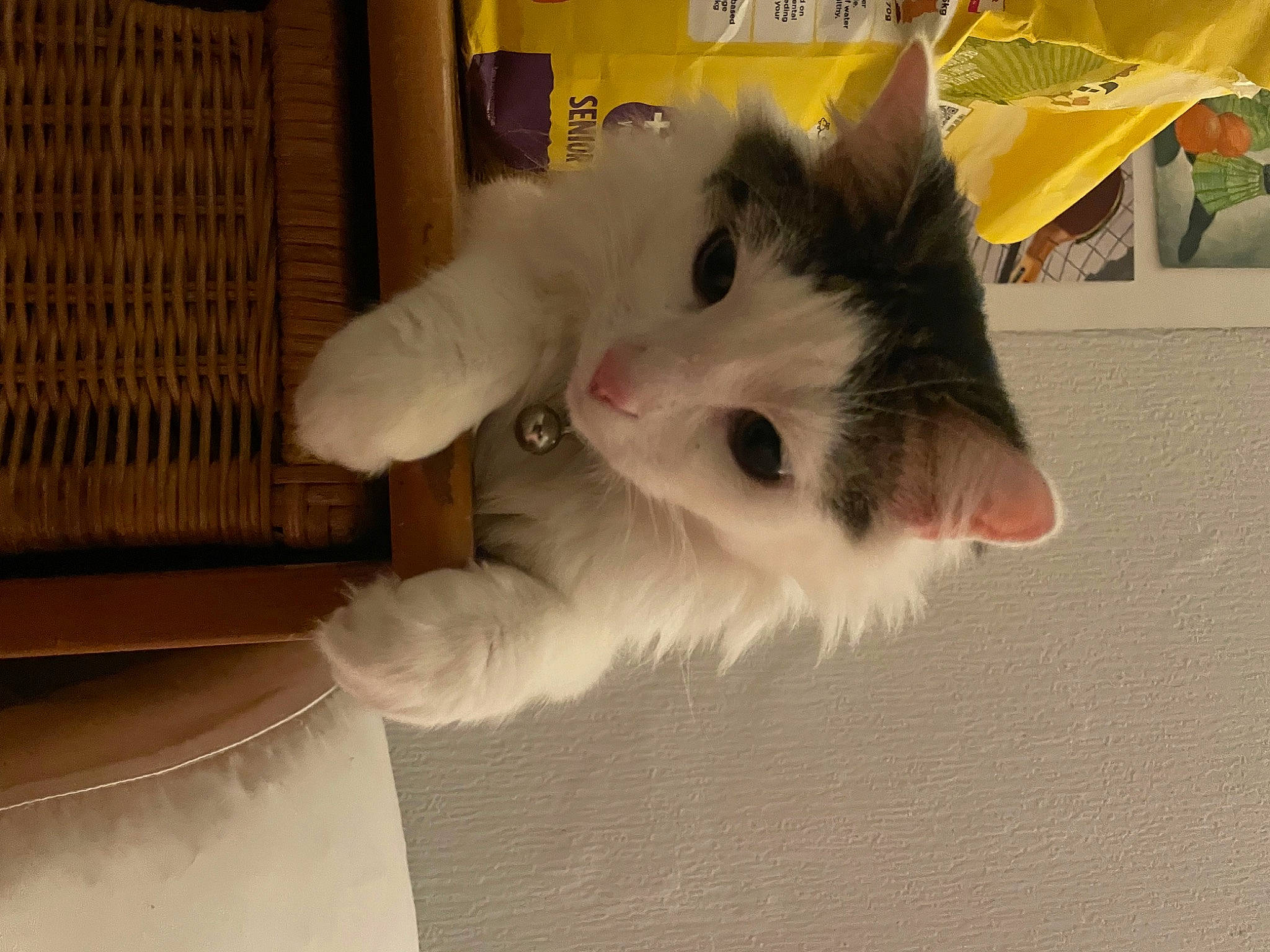 Mars joined the competition — help win amazing prizes! carnivore, cat, domestic_short_haired_cat, felidae, fur, paw, small_to_medium_sized_cats, snout, tail, umbrella, whiskers