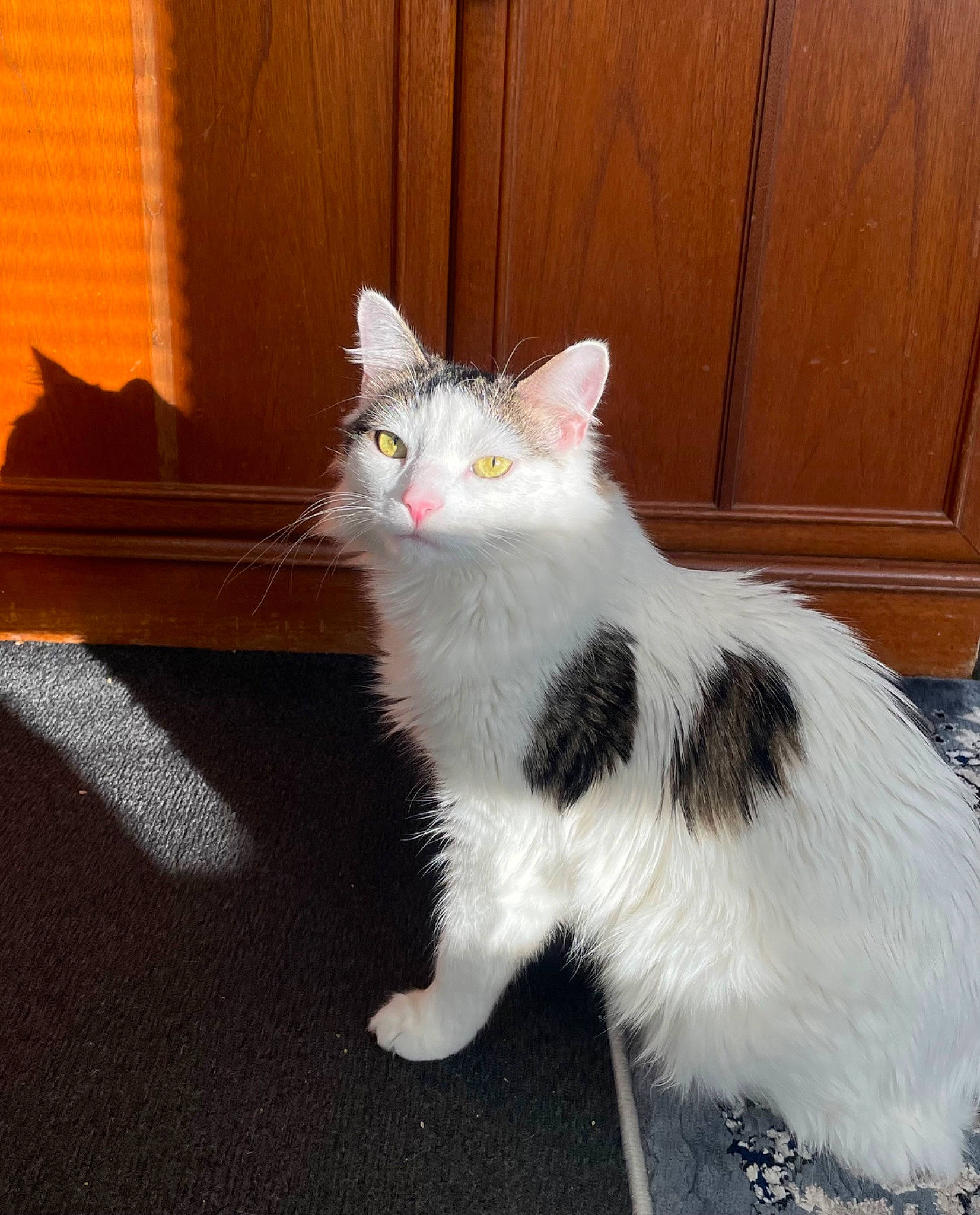 Mars is registered to the contest to win money with this photo: carnivore, cat, claw, domestic_short_haired_cat, felidae, flooring, foot, fur, hardwood, human_leg, paw, sitting, small_to_medium_sized_cats, tail, terrestrial_animal, whiskers, window, wood