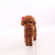 Taby participe au concours pour gagner de l'argent avec cette photo : adorable, animal, brown, canine, clean, curly_fur, cute, dog, flower_accessory, fur, indoor, isolated, pet, pet_accessory, poodle, portrait, small_dog, studio, walking, white_background