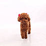 adorable, animal, brown, canine, clean, curly_fur, cute, dog, flower_accessory, fur, indoor, isolated, pet, pet_accessory, poodle, portrait, small_dog, studio, walking, white_background