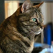 Polka participe au concours pour gagner de l'argent avec cette photo : animal, background_blur, cat, close_up, cute, domestic_cat, ears, face, feline, fur, green_eyes, indoor, looking, mammal, pet, portrait, profile_view, soft_focus, tabby_cat, whiskers