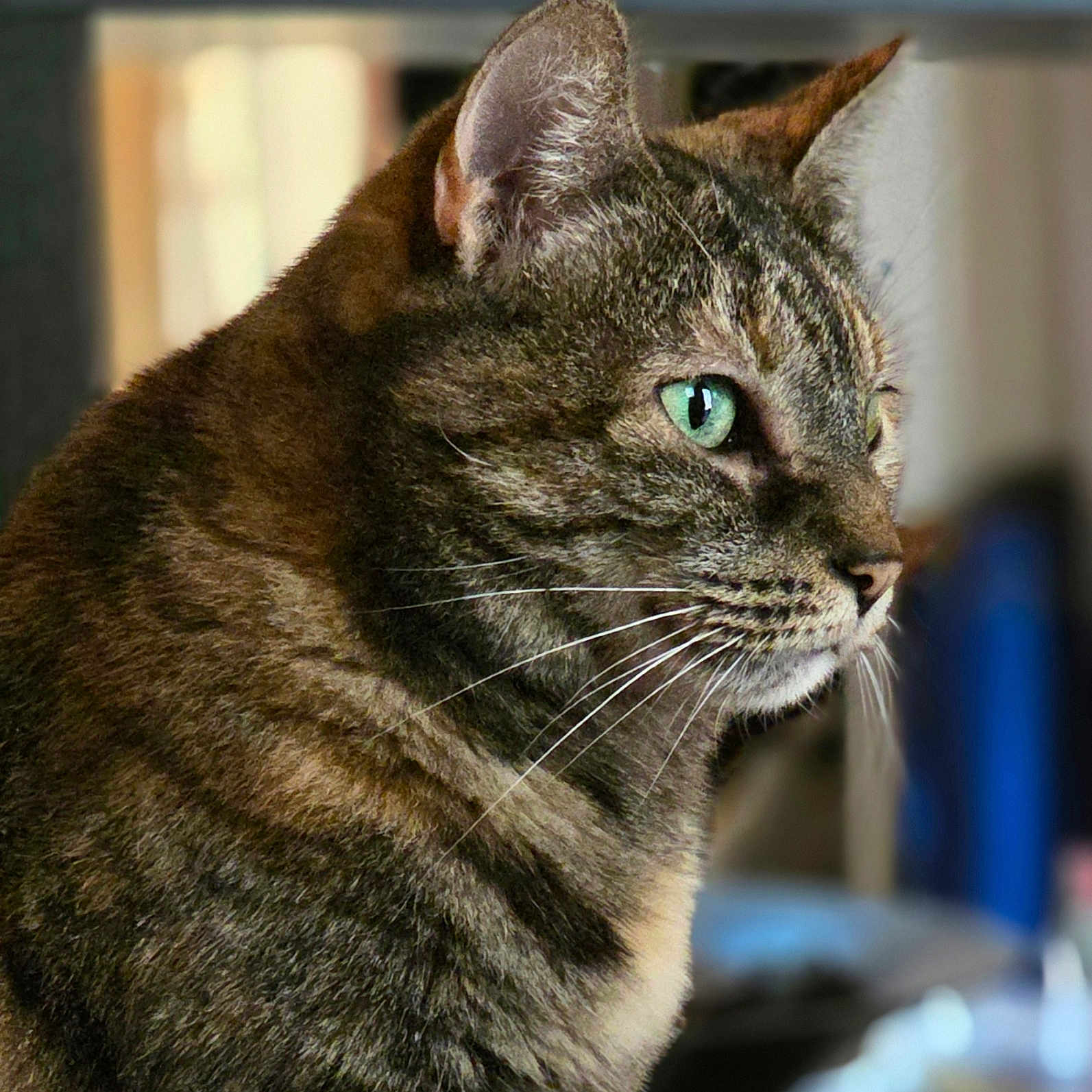 Polka participe au concours pour gagner de l'argent avec cette photo : animal, background_blur, cat, close_up, cute, domestic_cat, ears, face, feline, fur, green_eyes, indoor, looking, mammal, pet, portrait, profile_view, soft_focus, tabby_cat, whiskers
